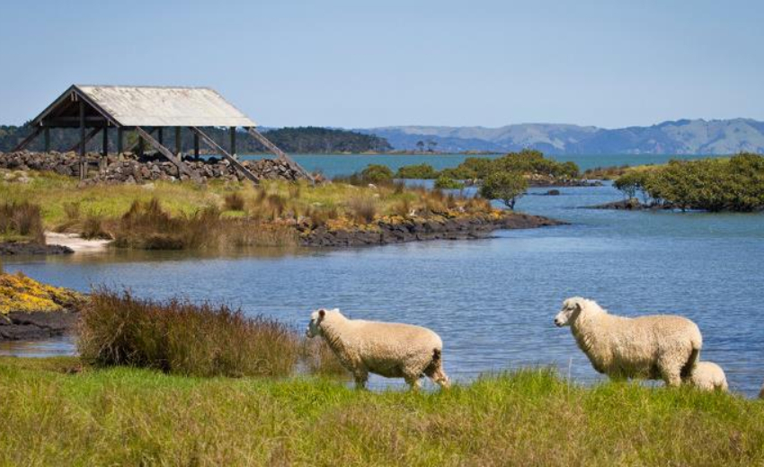 Ambury Farm is home to sheep, cattle, pigs and much more. Photo / Auckland Council