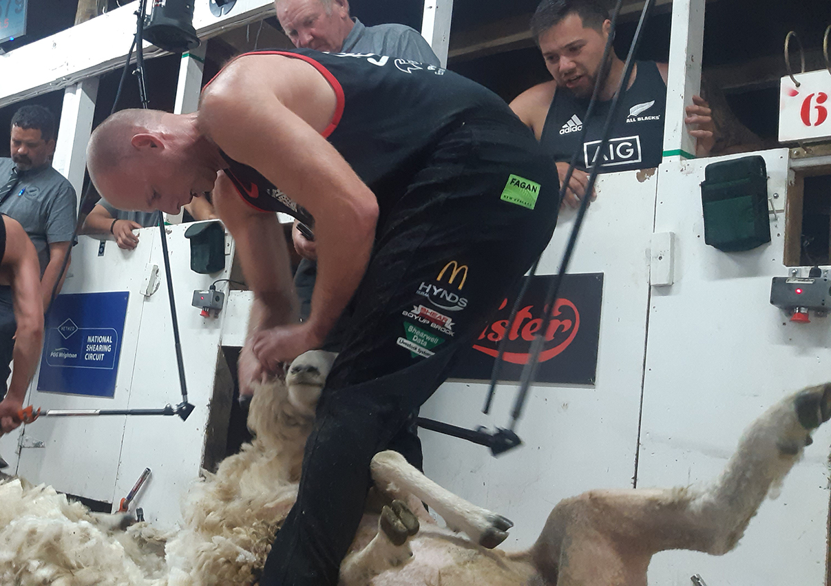 Jack Fagan at the Pahiatua Shears on Sunday. He's the second-to-top qualifier for the PGG Wrightson Vetmed National Shearing Circuit semi-finals, which will take place at the Golden Shears in Masterton on Saturday. Photo / SSNZ