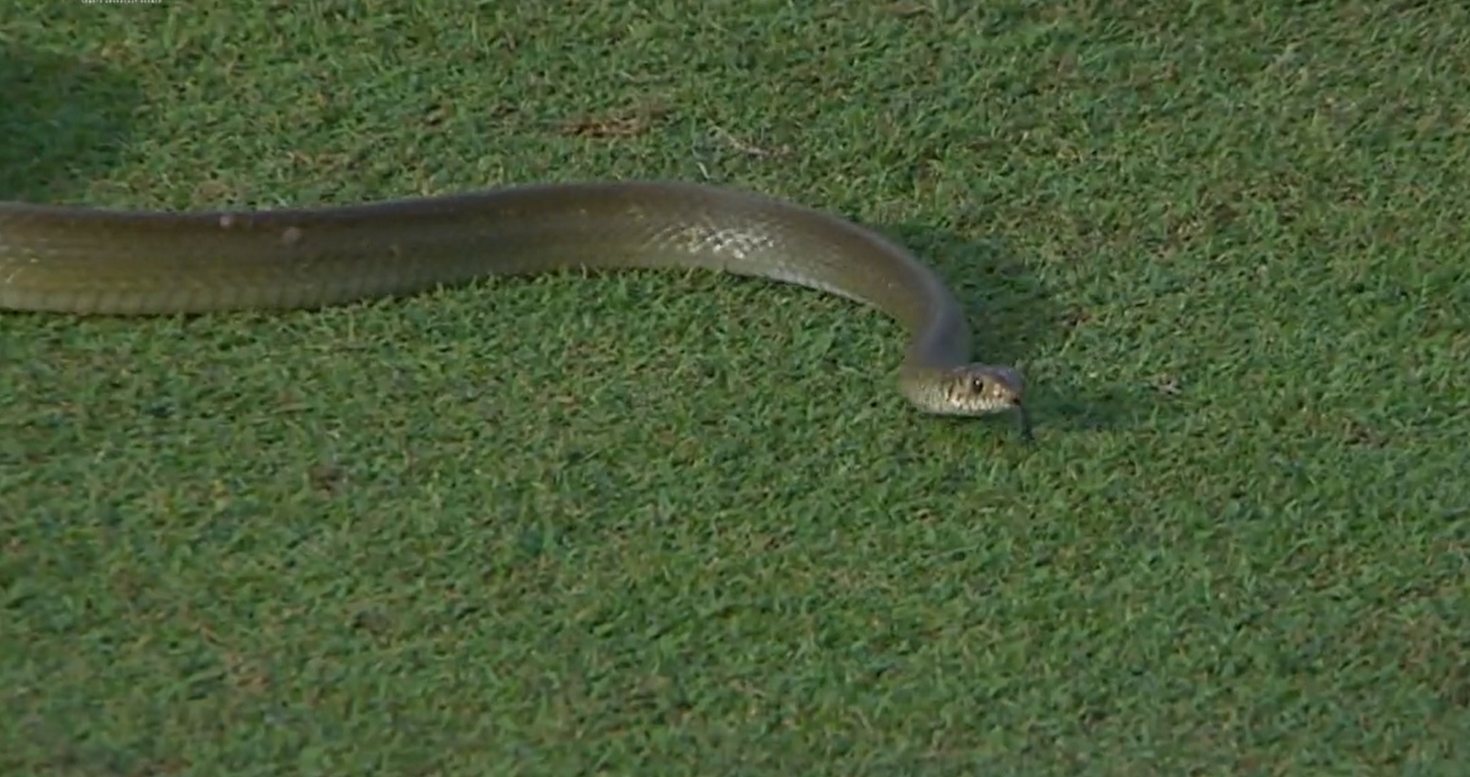 Snake halts play during Sri Lanka cricket match