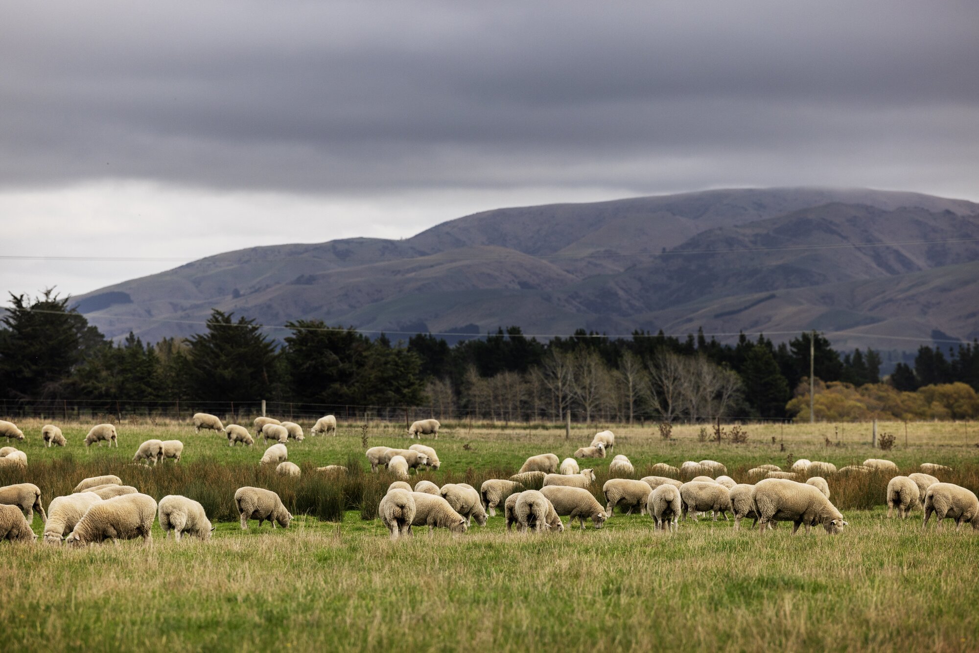 Slashing farm science now could cost the economy far more later. Photo / Mike Scott
