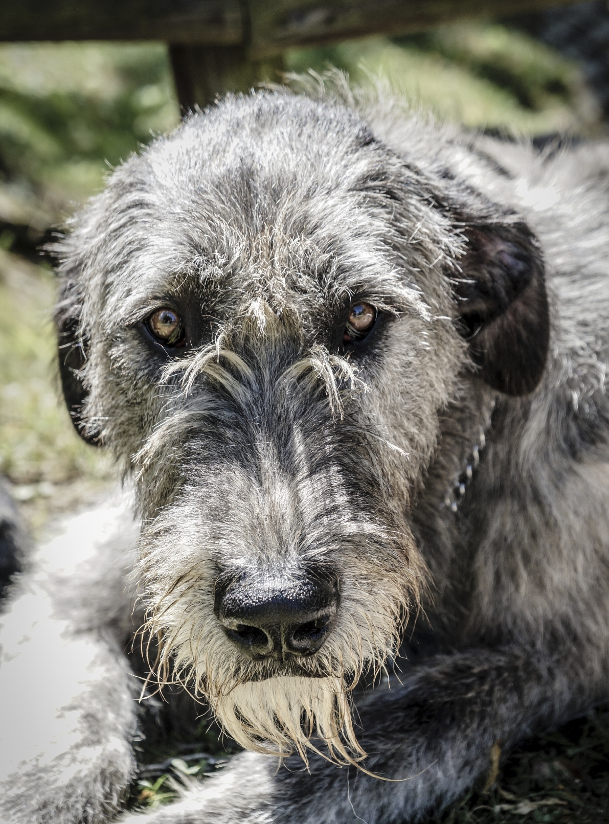 Russian wolfhound hot sale crossword