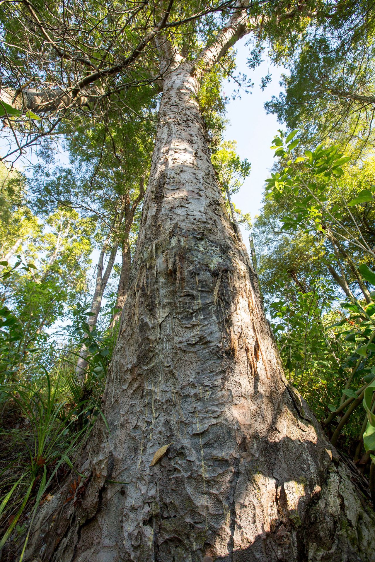 University of Auckland ecologist Dr Cate Macinnis-Ng said the remarkable recovery of Awhiawhi had invaluable potential for kauri dieback research. Photo / Jos Wheeler