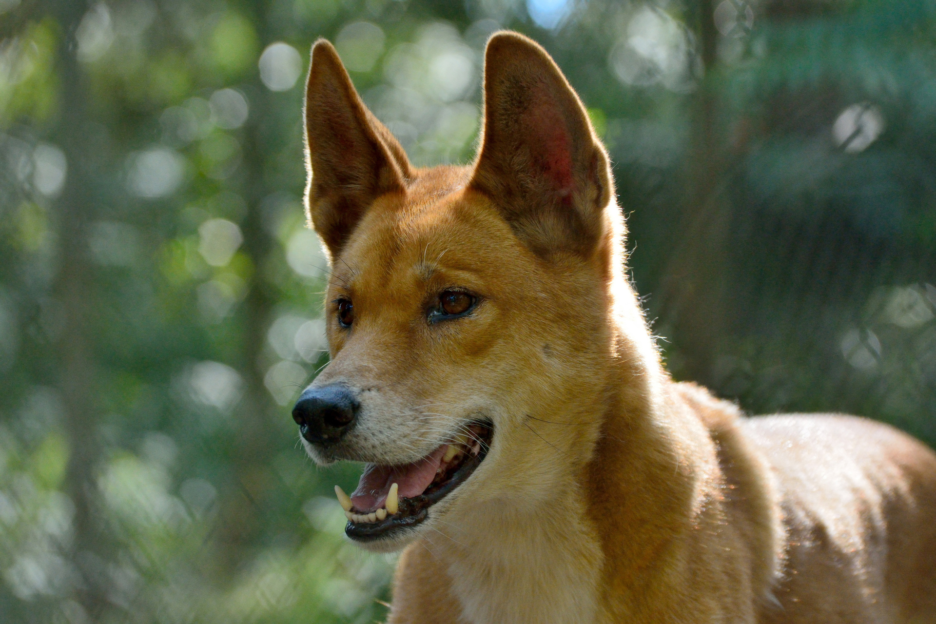 Dingo pack leader killed after attacking a jogger on a popular