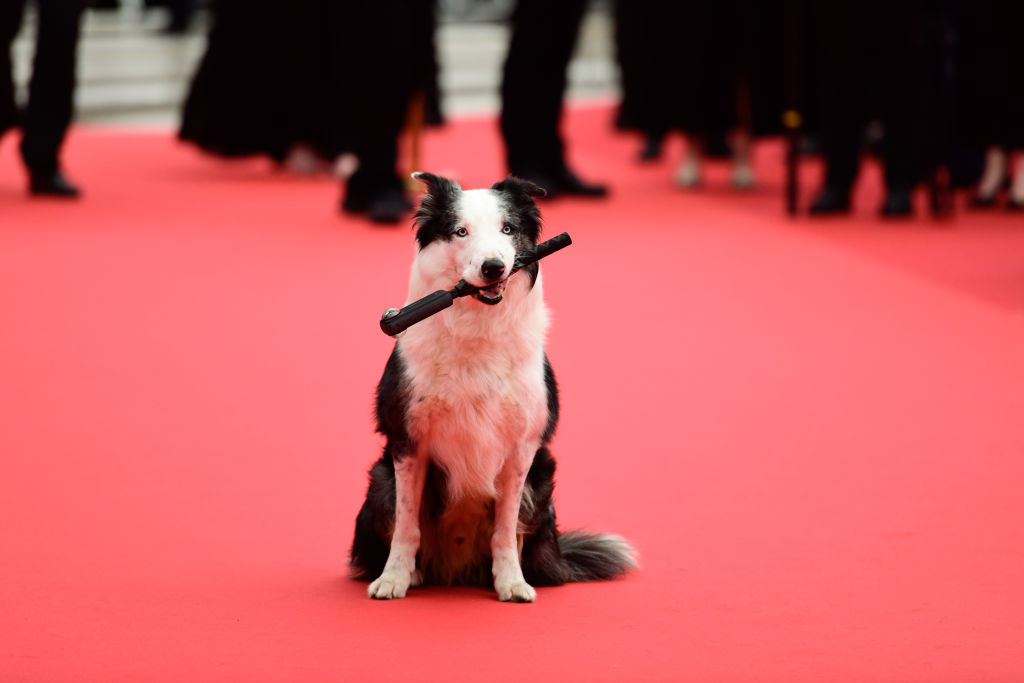 Messi captivated the carpet on opening day this year. Photo / Getty Images
