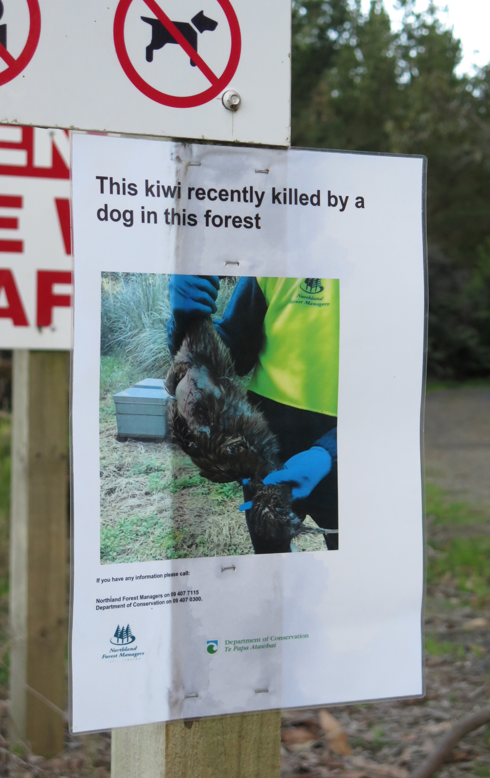 Signs were put up at the Inlet Rd entrances to Waitangi Forest, in 2017, calling for information about a kiwi-killing dog that laid waste to at least eight kiwi