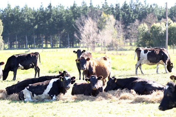 There was a mixed bag of prices in the latest Global Dairy Trade auction. Photo / Duncan Brown