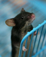 Exercise can spur the growth of new brain cells in mature mice. Whether it can do the same in adult humans is still up for debate.