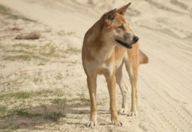 Dingo That Attacked Young Girl 'Held Her Underwater