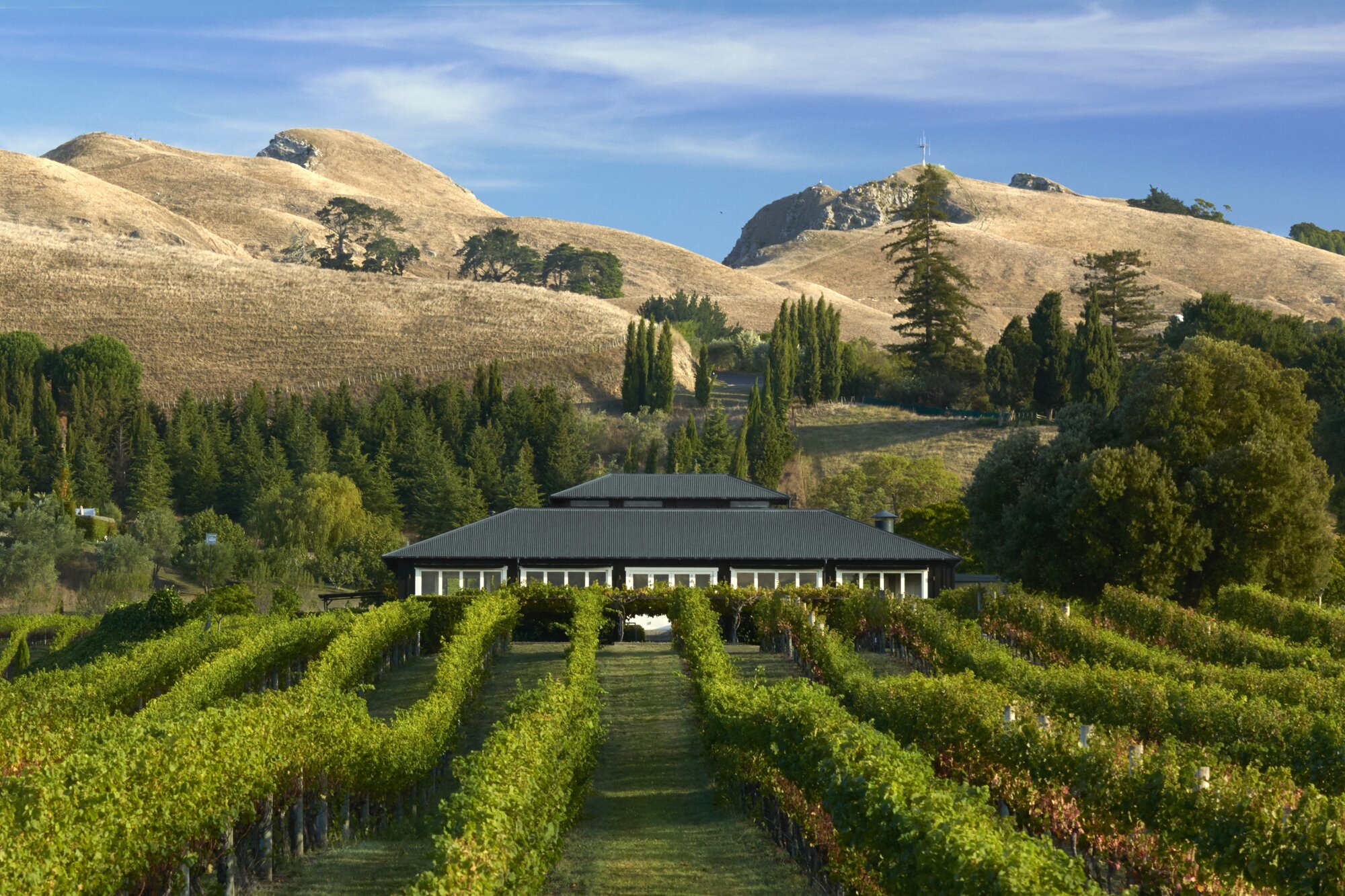 Black Barn Vineyards in Hawke's Bay will be featured in Tourism NZ's new campaign.