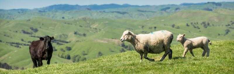 A fragile global outlook for red meat sees Beef + Lamb New Zealand forecasting flat lamb prices for the coming season, but relatively good beef prices.