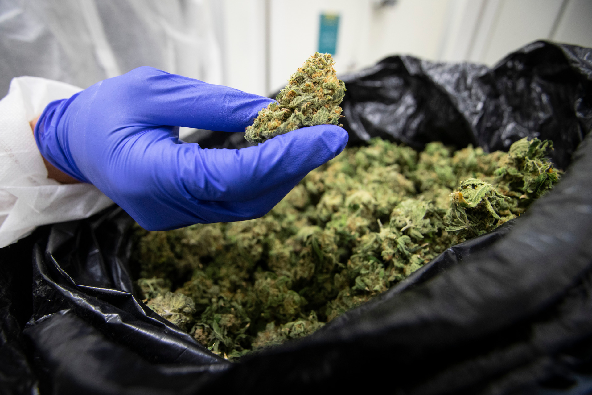 The public will vote on whether to legalise cannabis for recreational use on September 19. An expert panel has released its research to help inform the public debate. Photo / Jason Oxenham