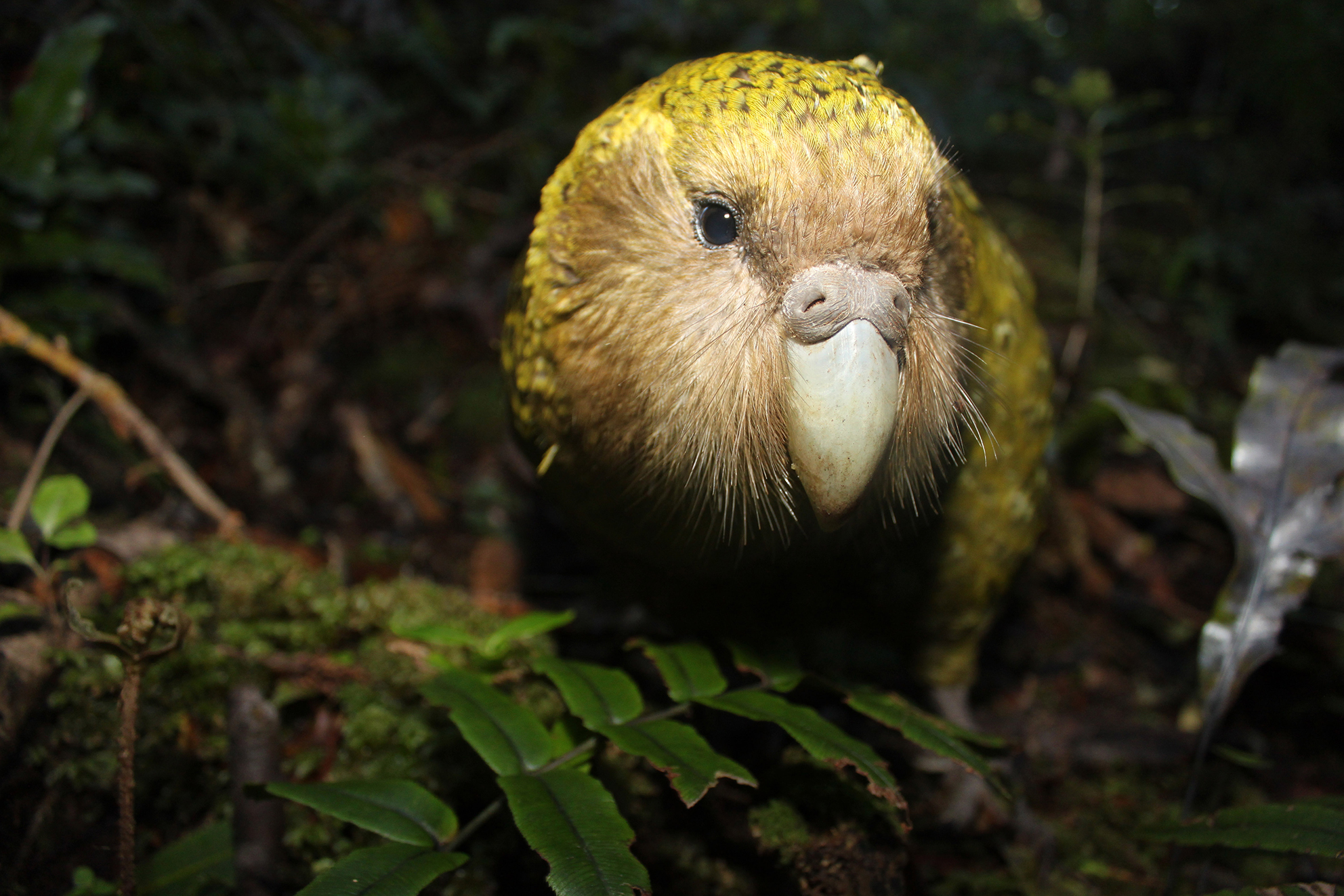 In all, 82% of bird species, including the kakapo, are threatened in New Zealand.
