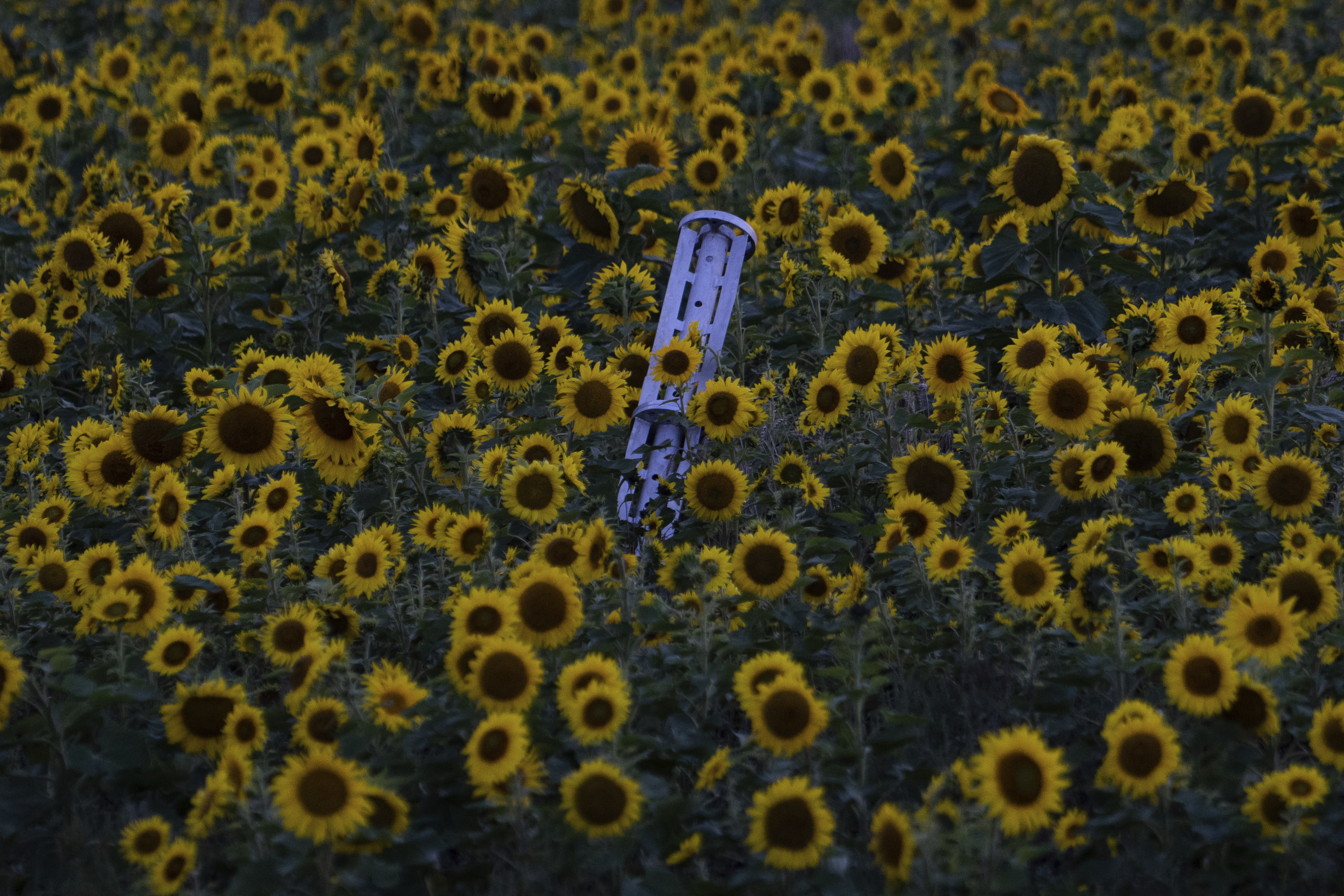 A cluster ammunition rocket lies on a sunflower field at sunset, in the recently retaken area of Kharkiv region, Ukraine. Photo / AP