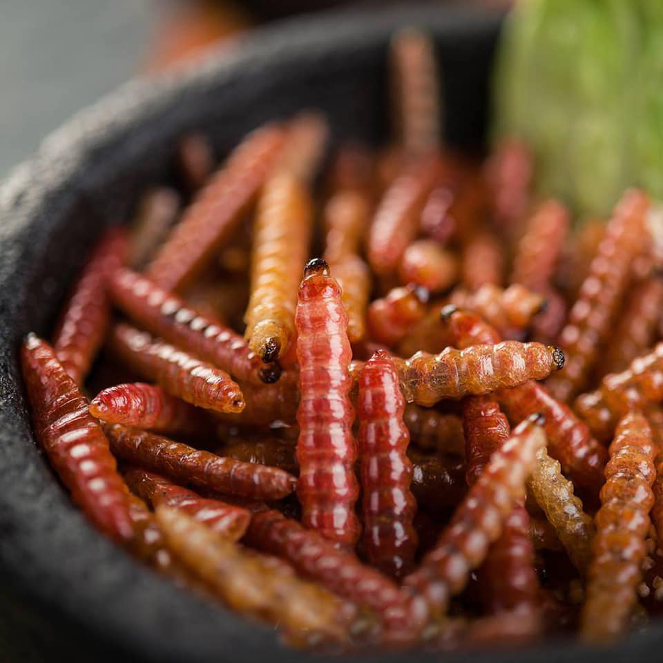 Chinicuil in nahuatl means chili worm.  Photo  / La Gruta Teotihuacán