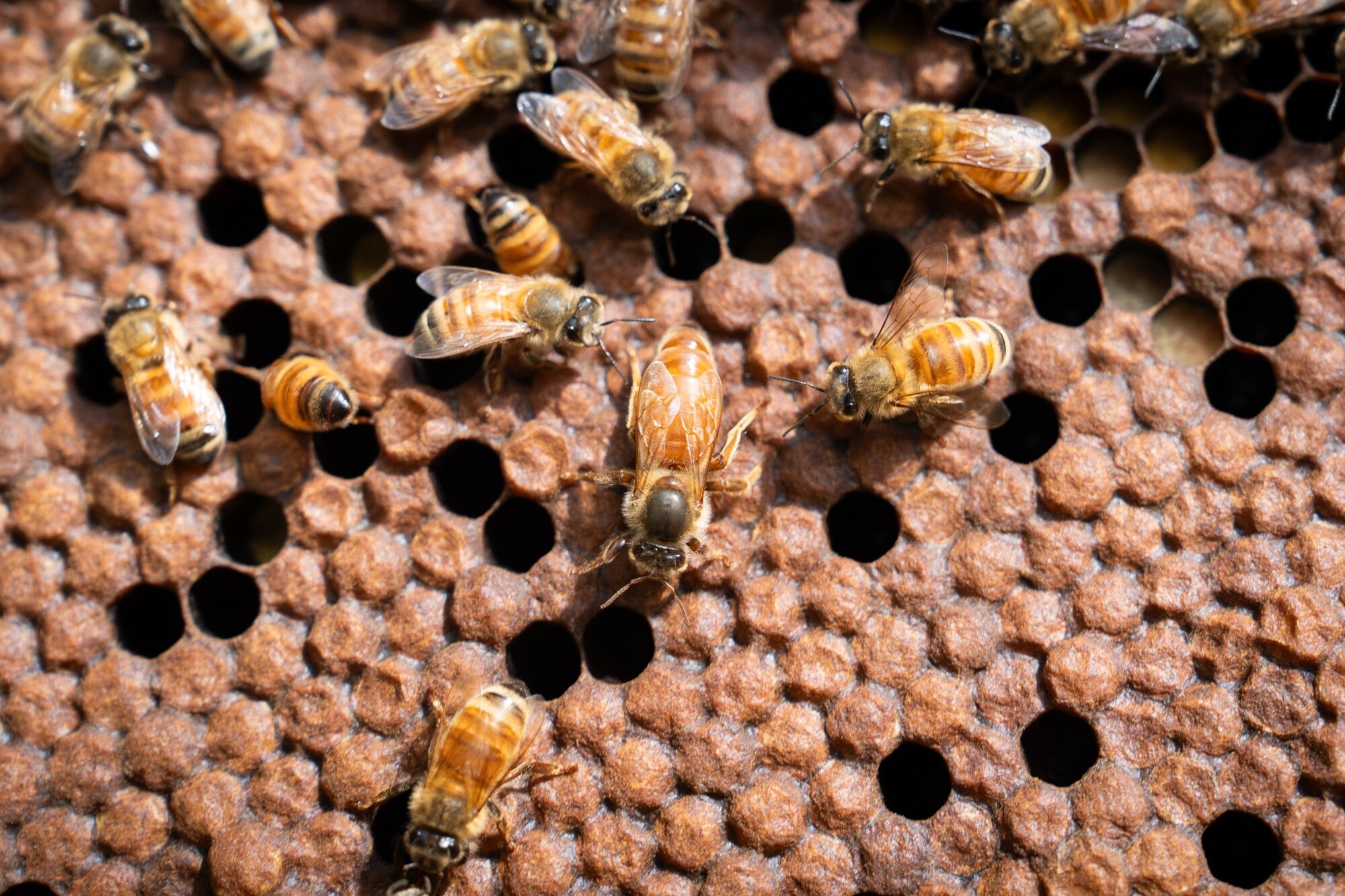 France backed a bill reintroducing two pesticides critics say harm bees. Photo / Anna Heath.