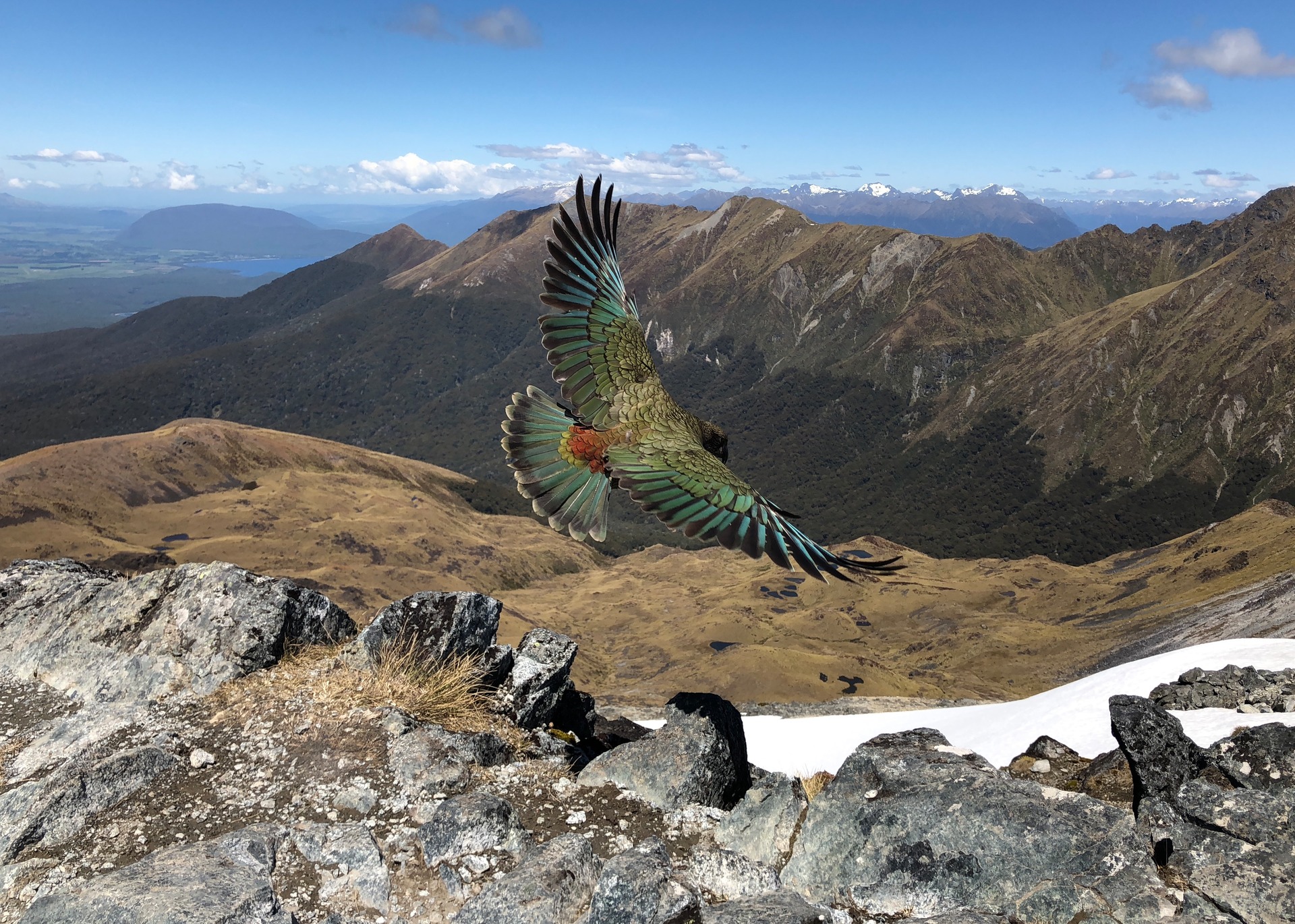 Kea ora! Tourist captures 'once in a lifetime' photos at New Zealand's Kepler  Track - NZ Herald