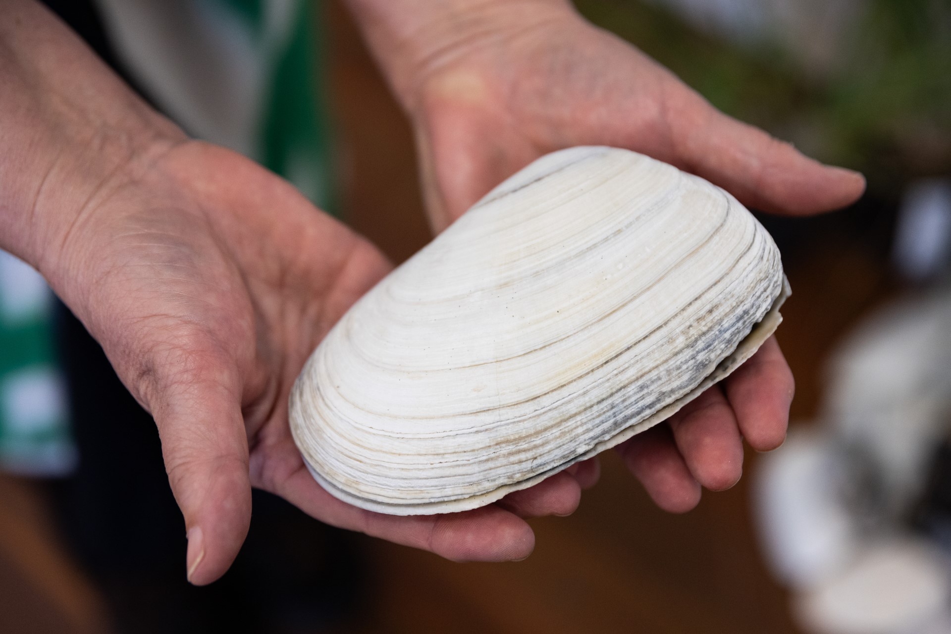 Toheroa shells held as taonga. Photo / Jos Wheeler