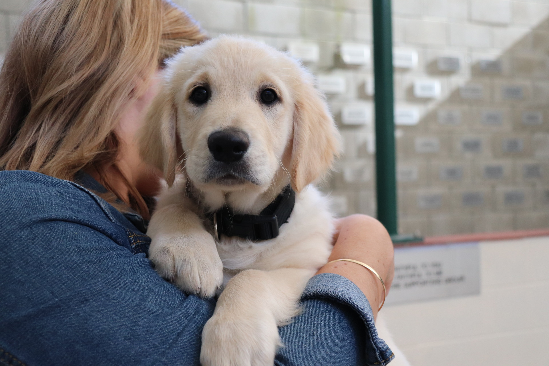 are there puppy mills in nz