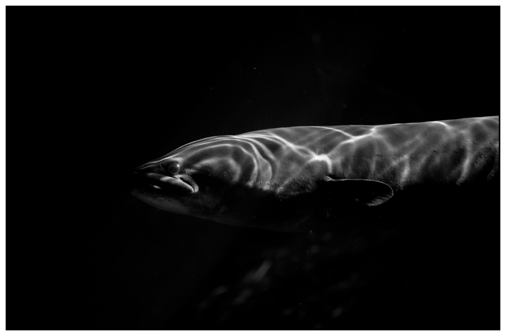 The long-fin eel. Photo / Dean Purcell