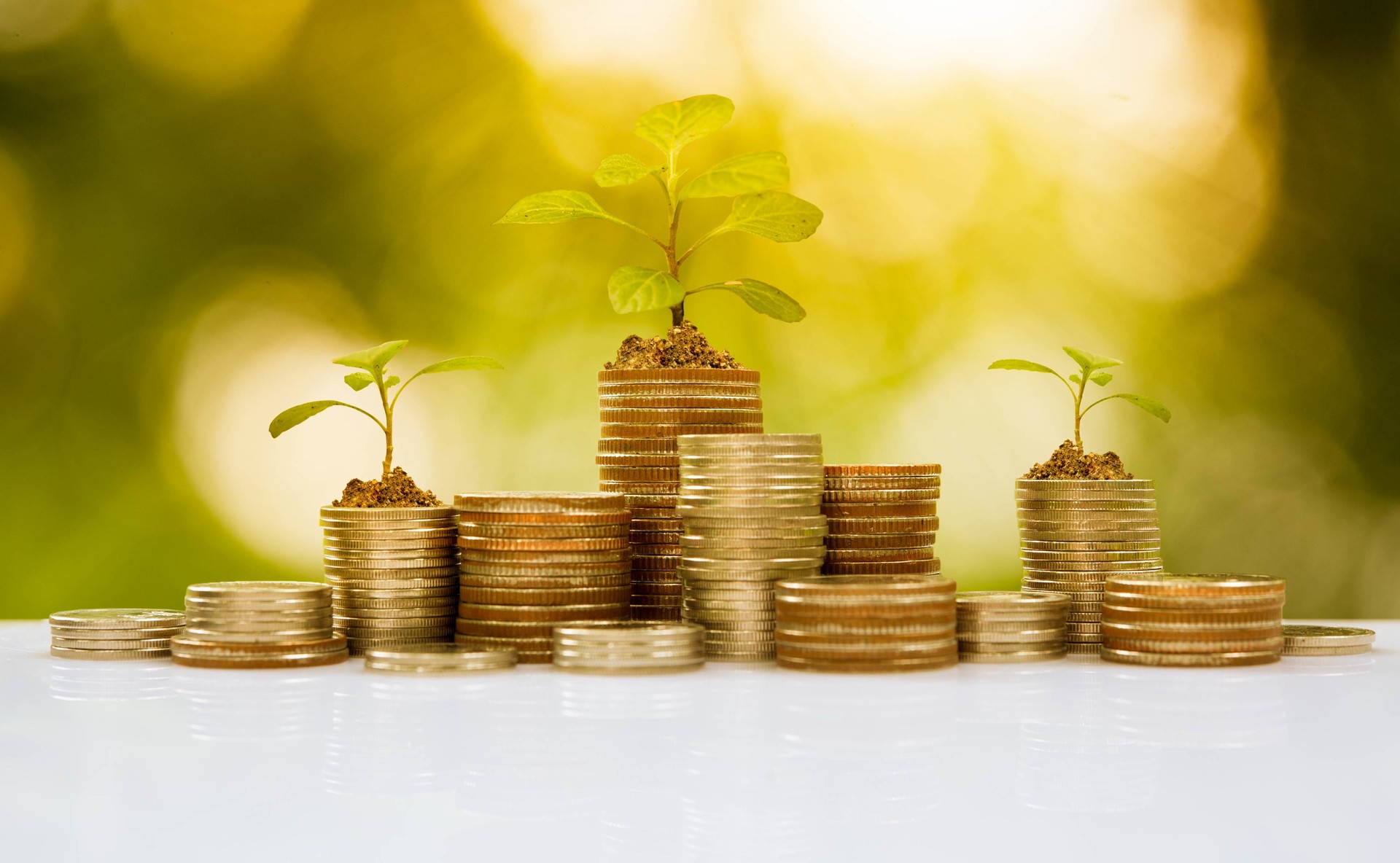 amazonbasics allbirds