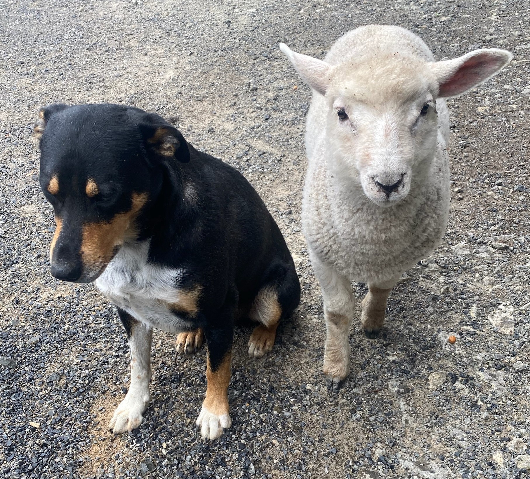 dog dressed as sheep