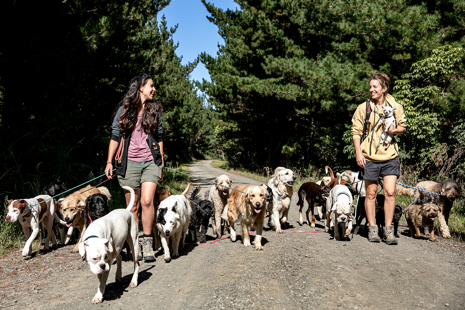 Dog walkers Leda and Camille, who walk up to 30 dogs at a time on a daily basis. Photo / Babiche Martens