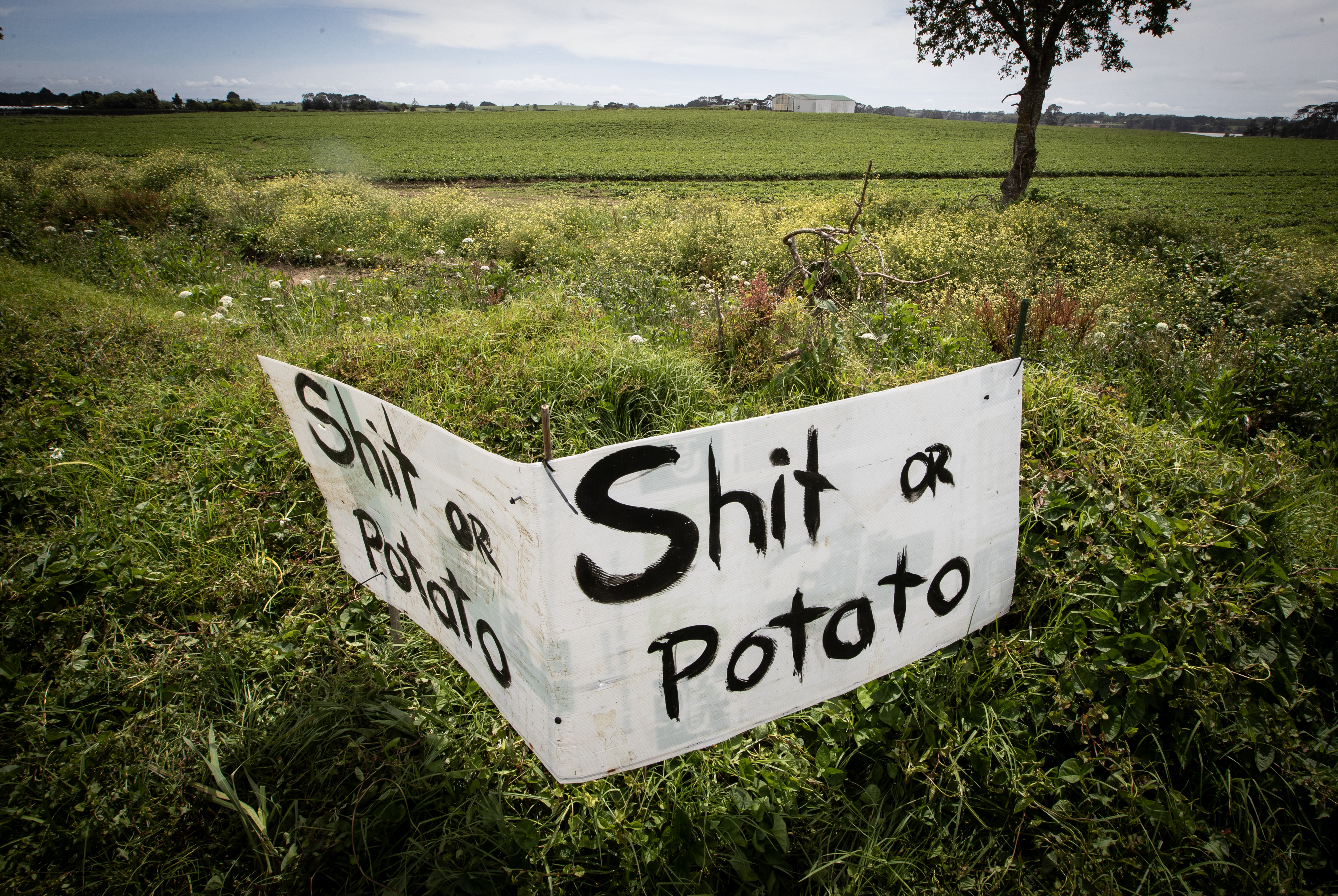 The roadside sign 'Shit or Potato' erected to protest against a wastewater treatment plant on a market garden site. Photo / Jason Oxenham.