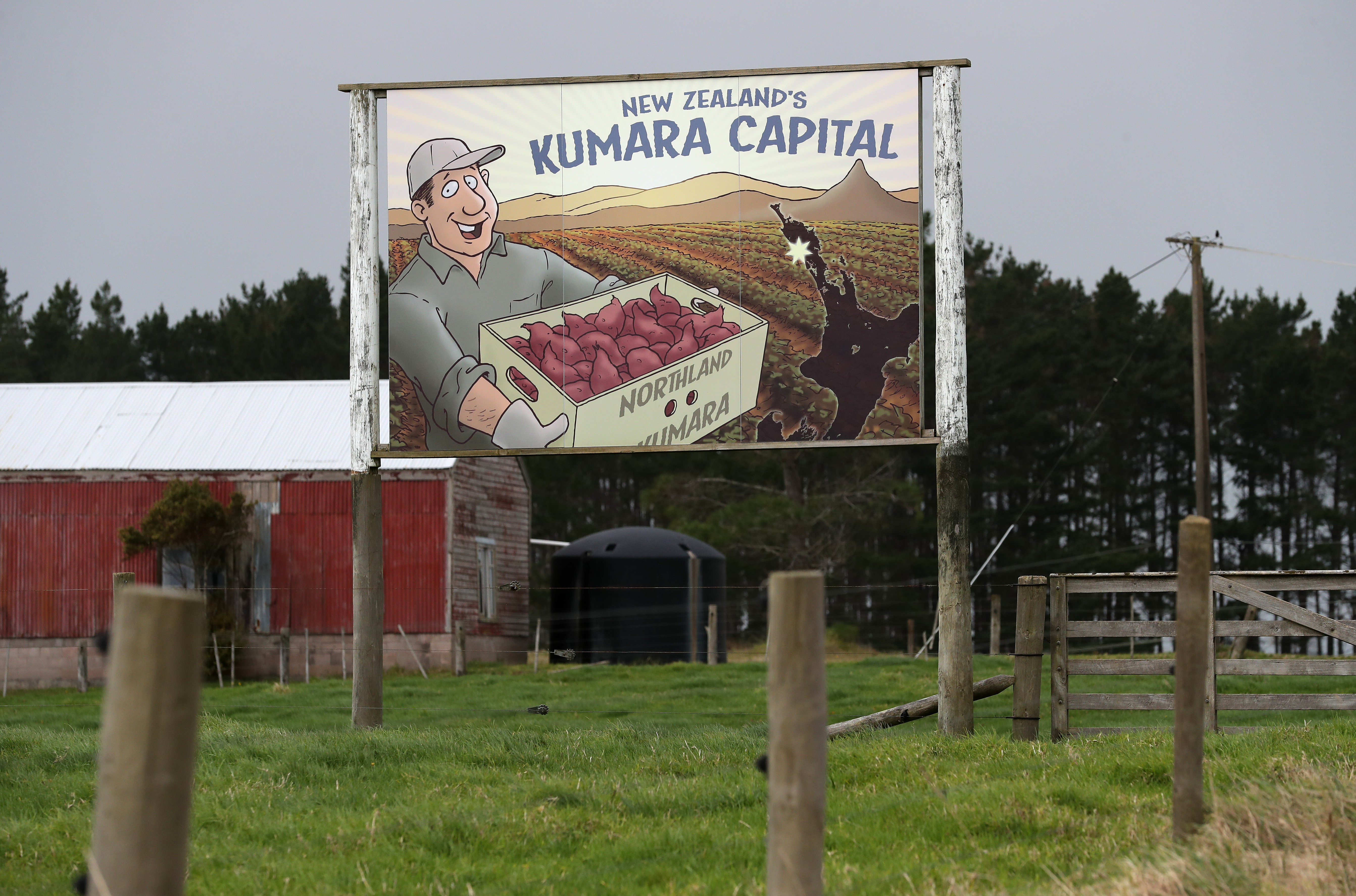 70 per cent of the region’s kumara crop was impacted by Cyclone Gabrielle. Photo / Michael Cunningham