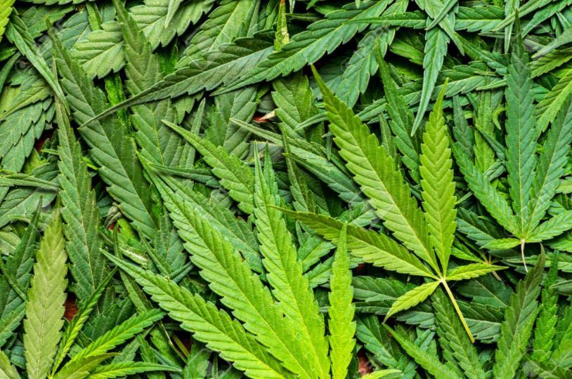The different way police are responding to cannabis use is a major part of why prosecutions for drug use are trending down since a 2019 law change. Photo / 123rf
