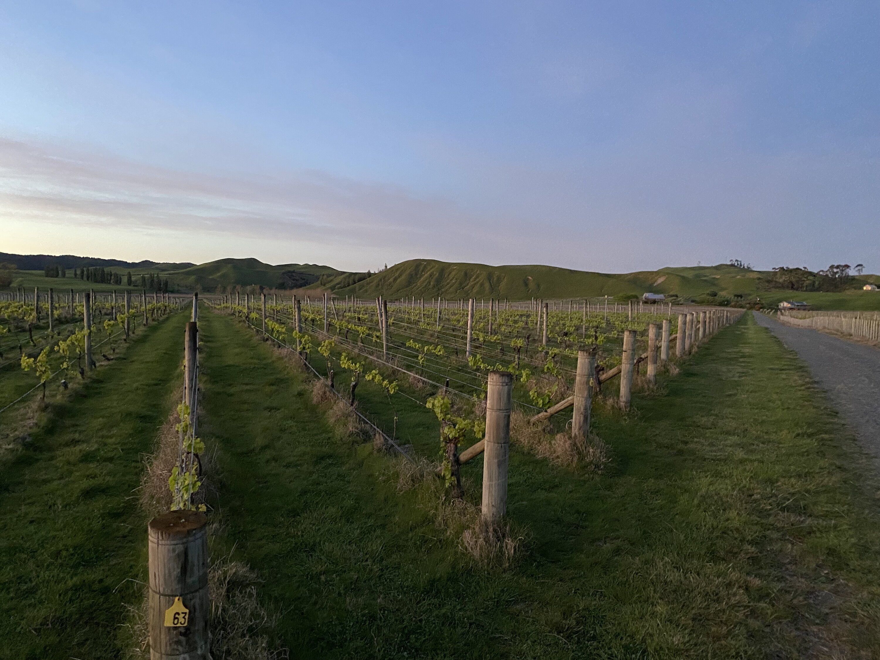 Te Awanga Estate Winery, on Clifton Rd, has vineyards, a cellar door and a restaurant. Photo / Jack Riddell