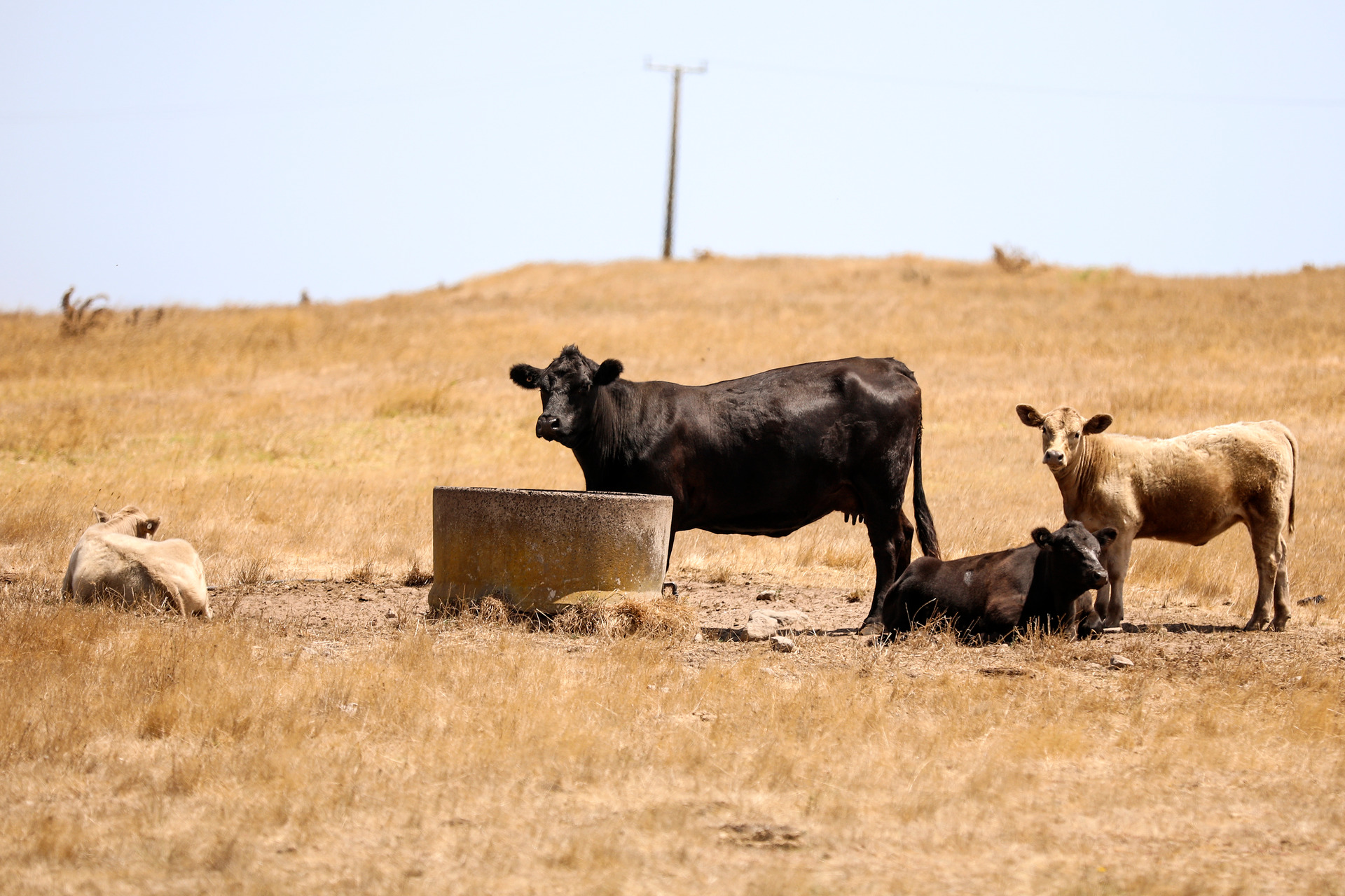 Rising temperature extremes have implications for human health - as well as heat stress in our livestock. Photo / Andrew Warner
