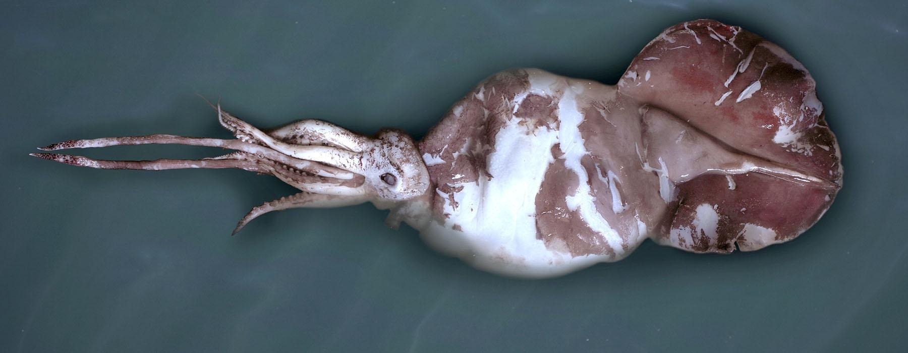 Sea monsters at Te Papa: A Colossal Squid! Photo / CC, NZ Fisheries