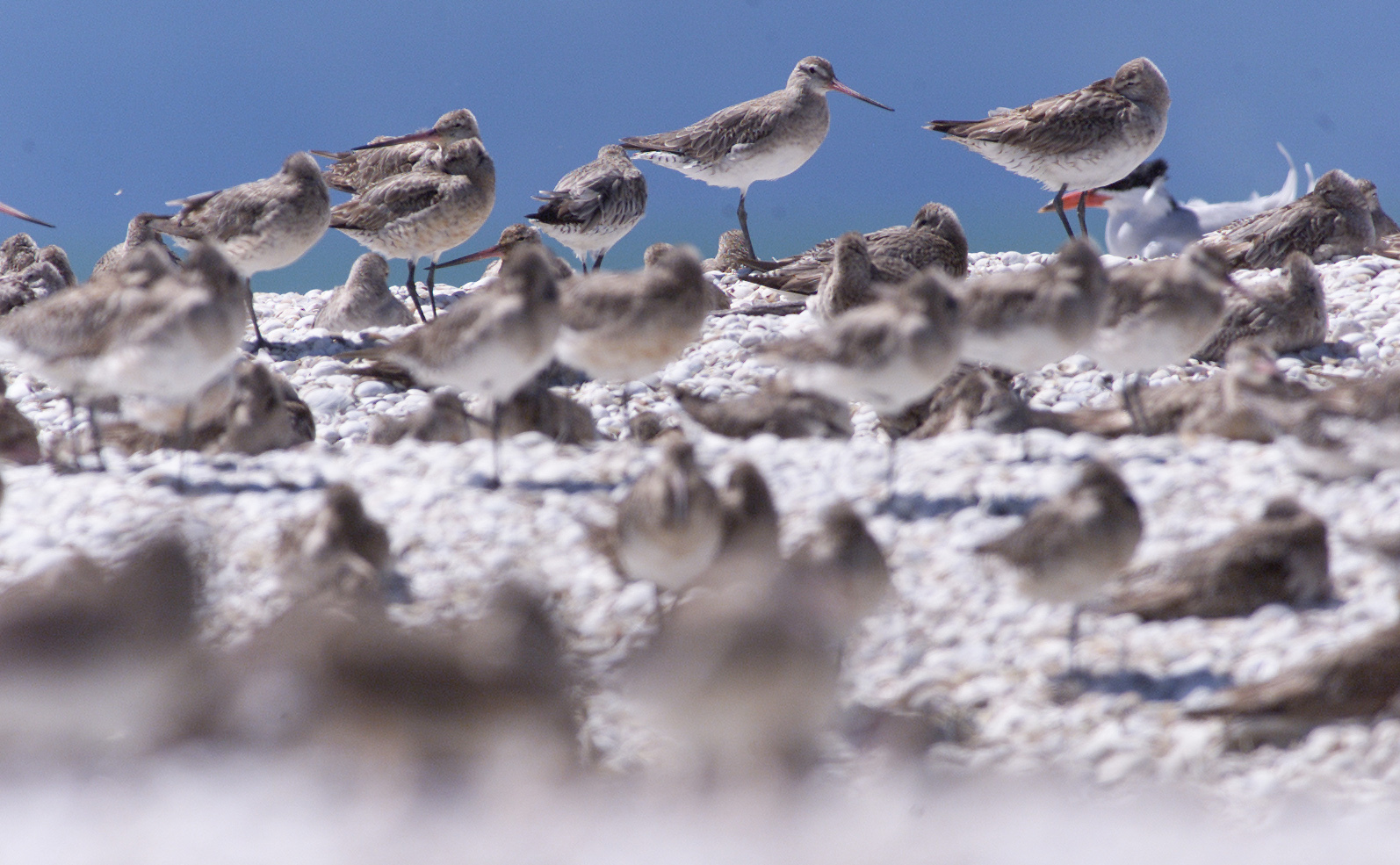 The bar-tailed godwit.