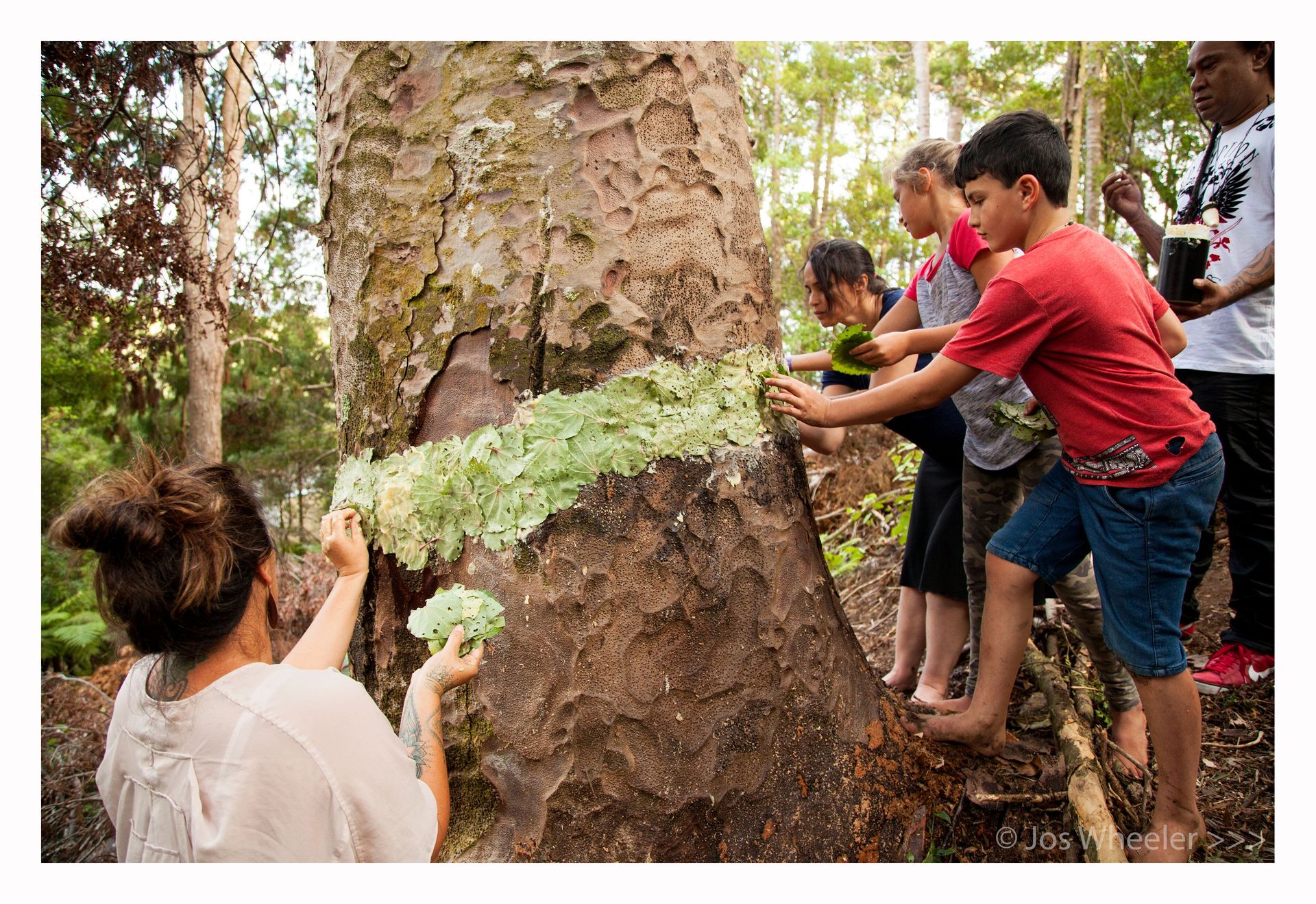 Mana whenua applied rongoa to Titirangi kauri Awhiawhi in 2015 after a ringbarking attempt to kill the ancient tree. Photo / Jos Wheeler