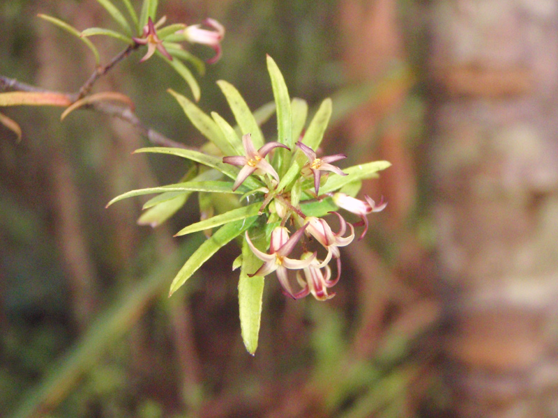 Pittosporum pimeleoides subsp. pimeleoides. Photo / Supplied