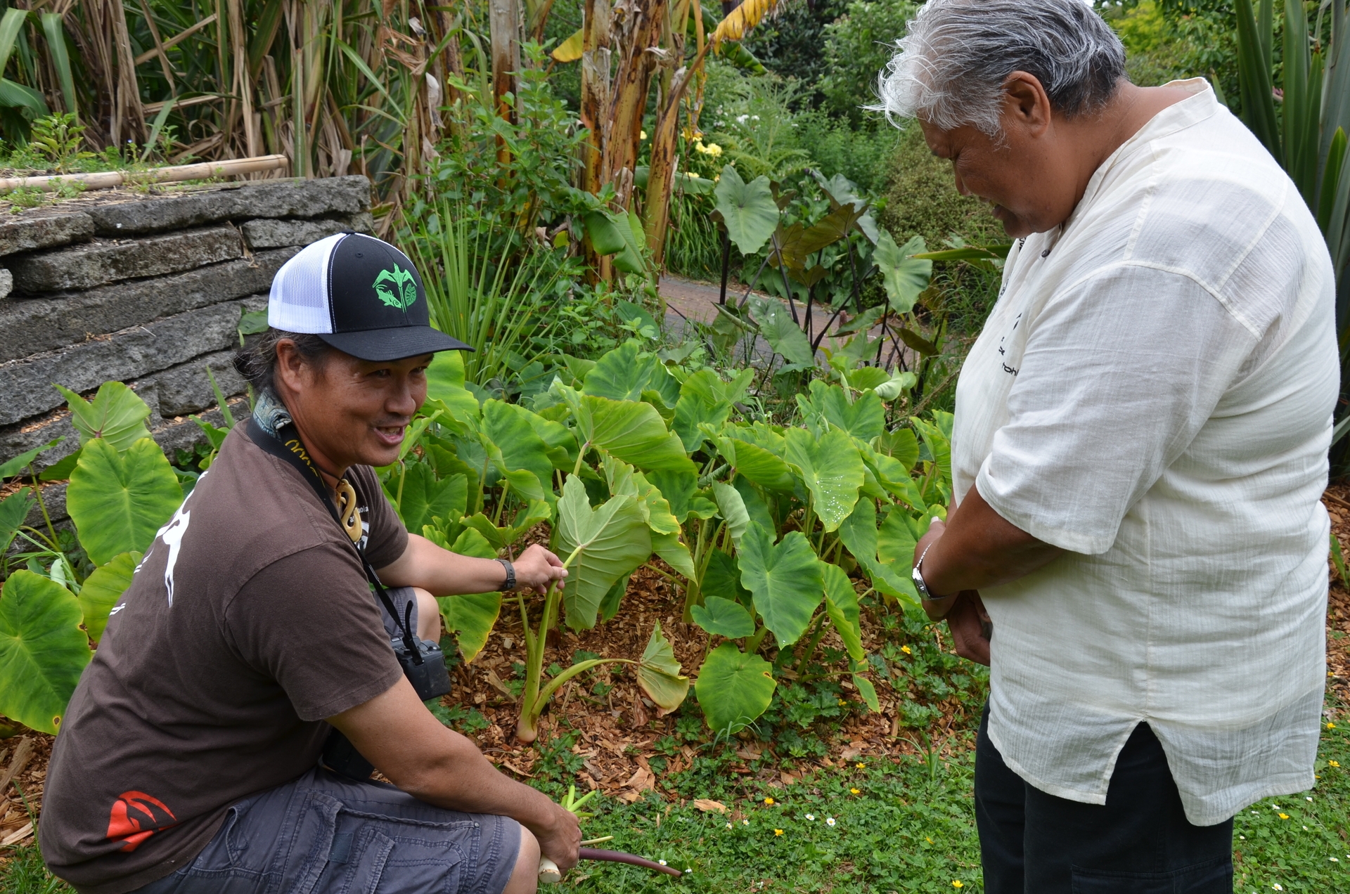 Sharing Taro Planting Tips and Tricks from Experienced Gardeners