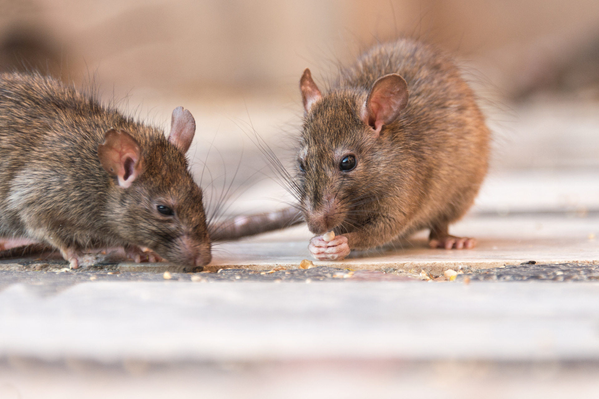 A good deal of what we know about what happens in our brains during orgasm comes from rats. Photo / Getty Images