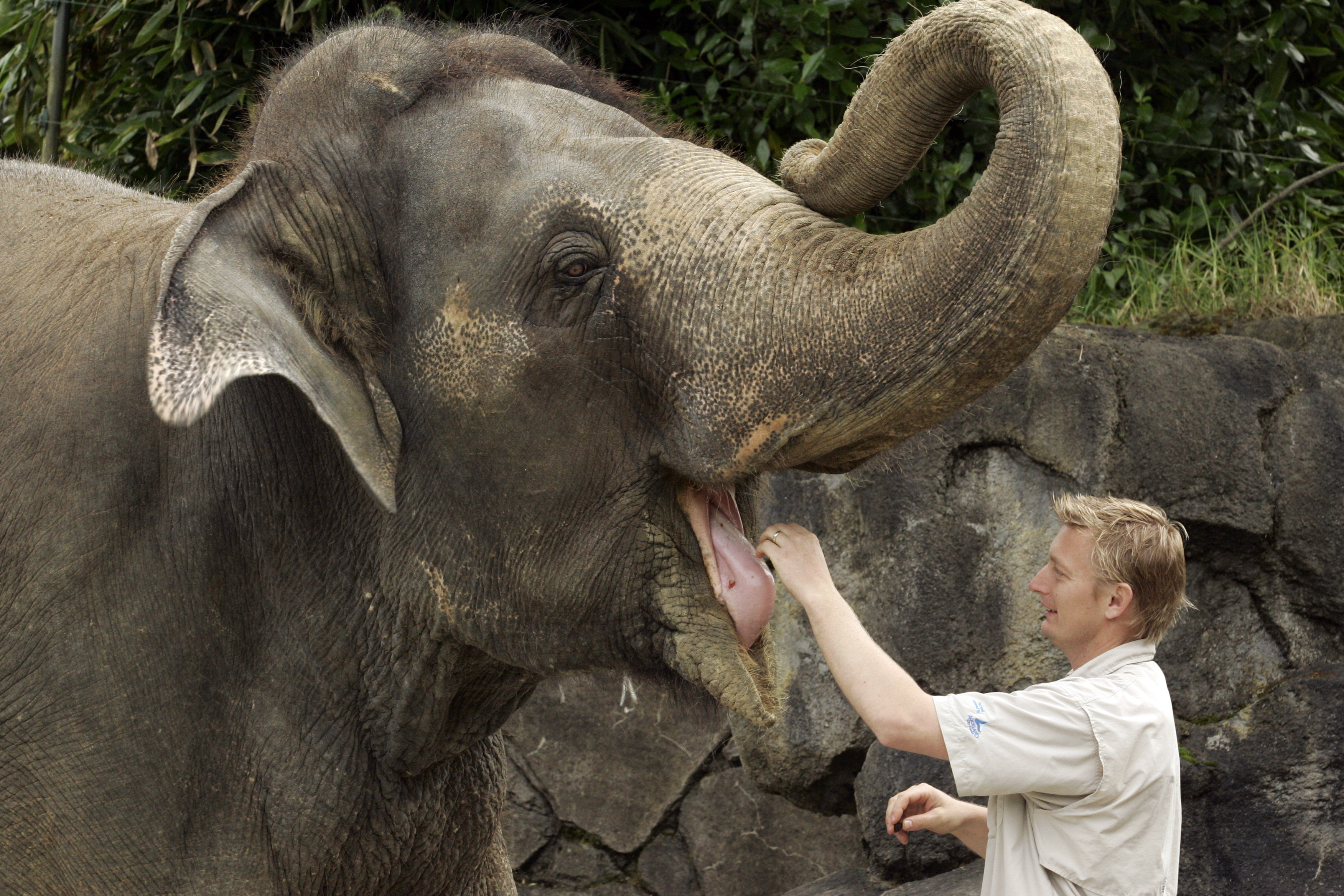 Shar Carlin: Zoo happiest home for this elephant - NZ Herald