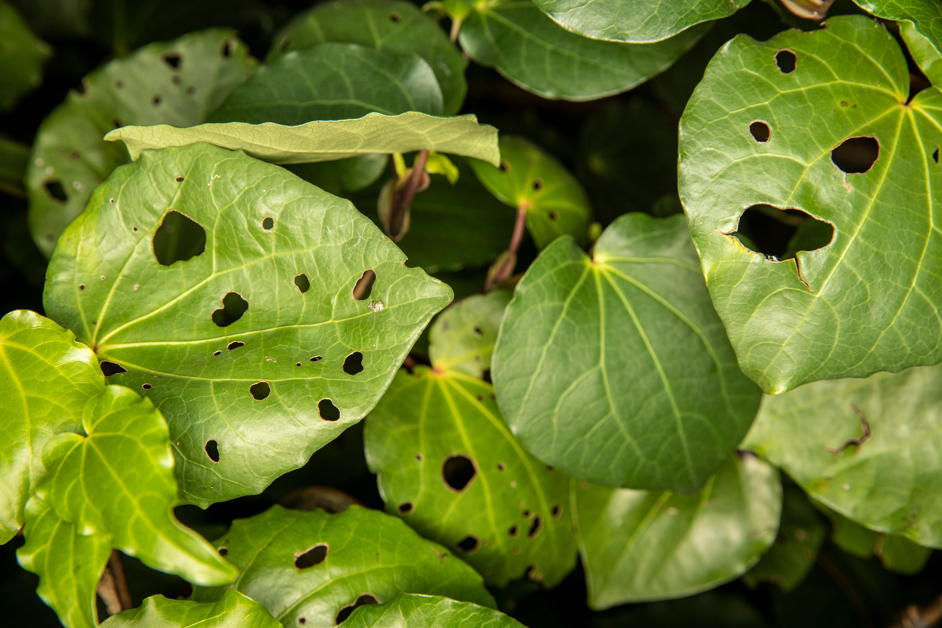 Native nurture: the magic of growing kawakawa - NZ Herald