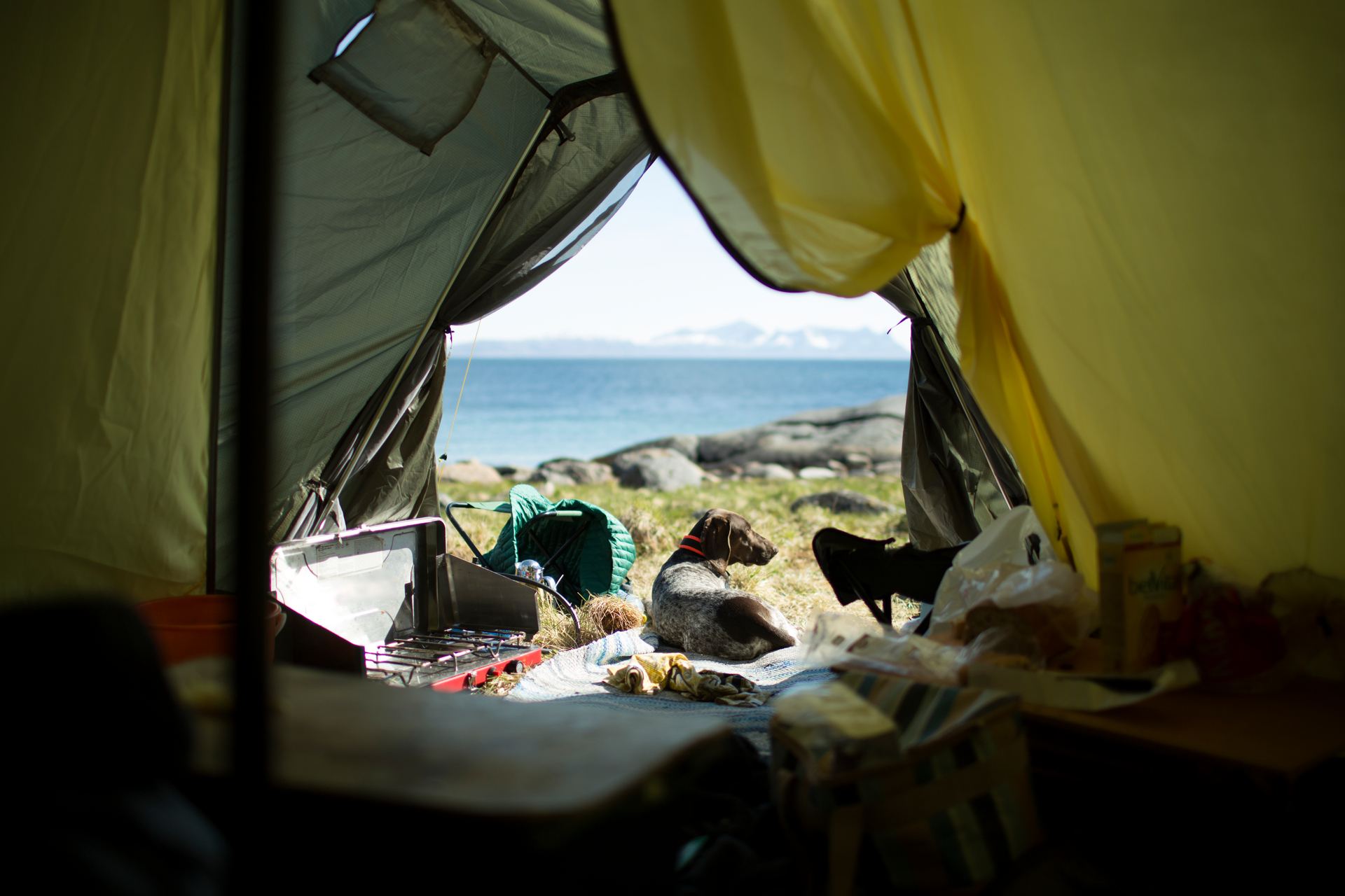 Traveling with your pooch near Auckland is a great idea with the wide range of campgrounds and other pet-friendly stays around. Photo / Getty Images