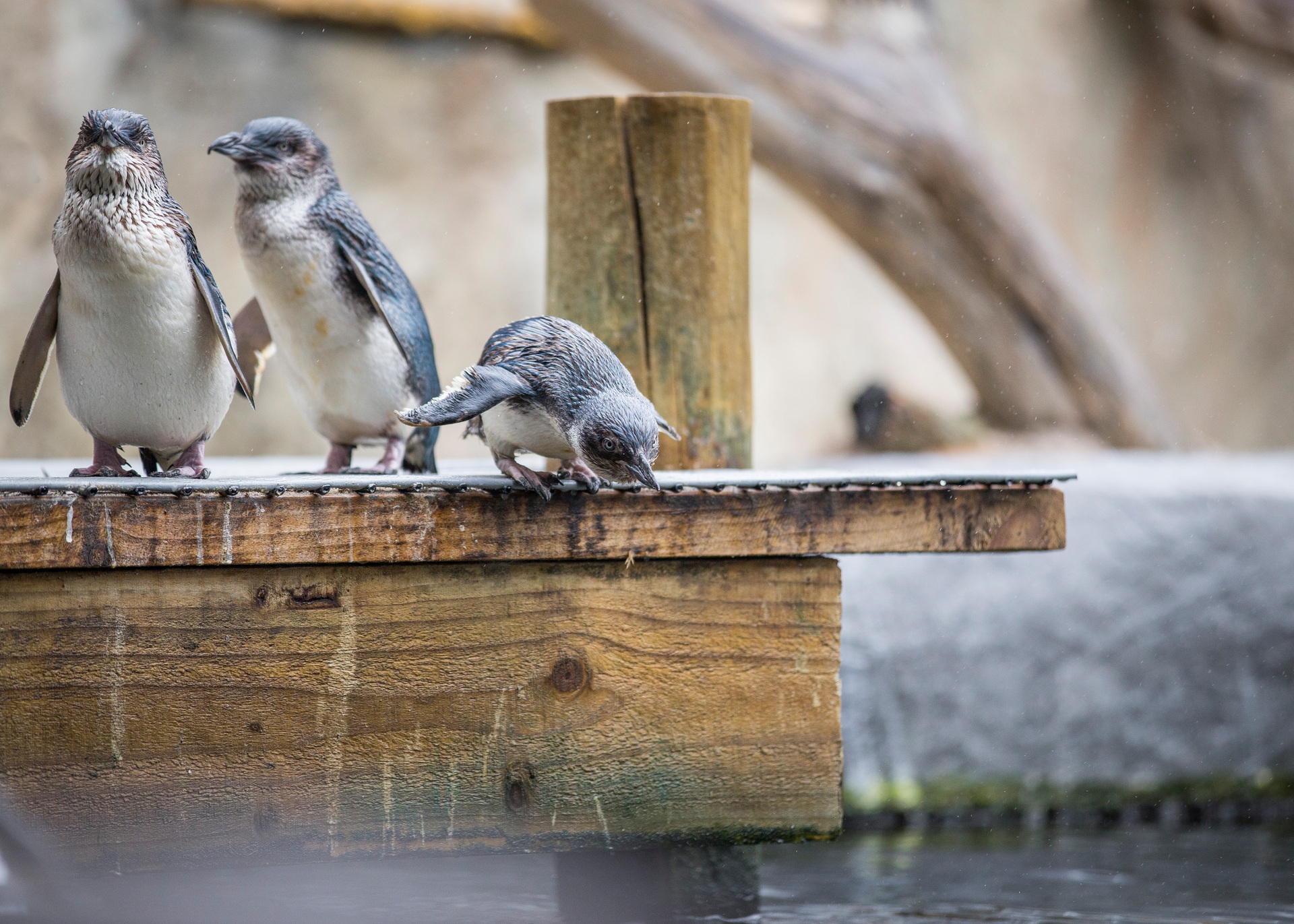 Meet the blue penguins at the National Aquarium, Napier. Photo / Supplied