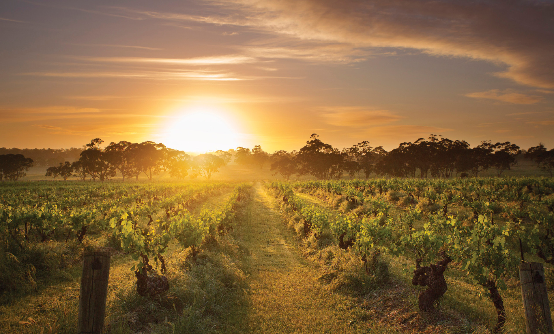 Tasting Australia is a celebration of South Australia's food and drink. Photo /Supplied