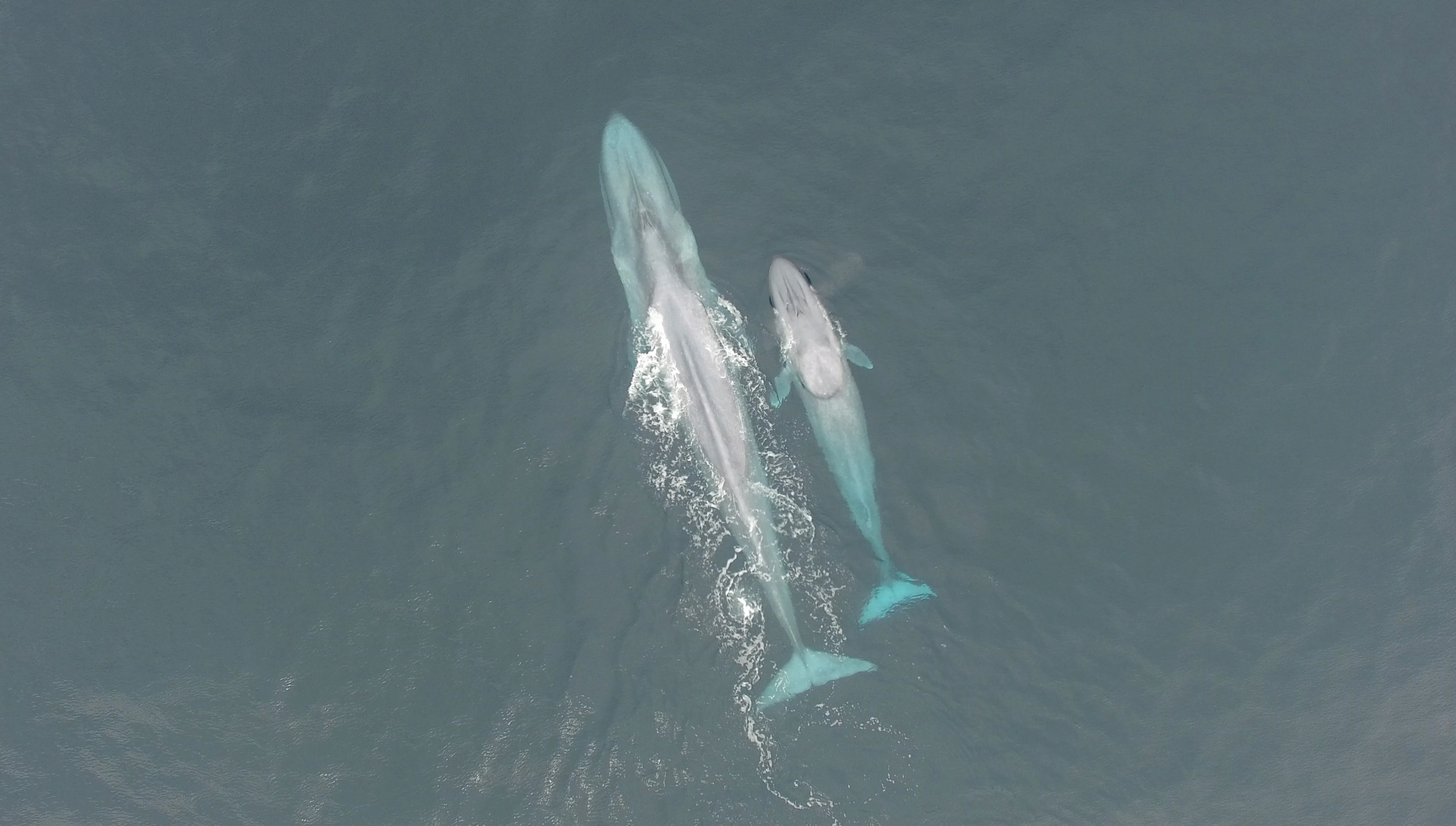 The researchers were able to identify 151 individual New Zealand blue whales between 2004 and 2017 by examining various photographic evidence. Photo / Oregon State University