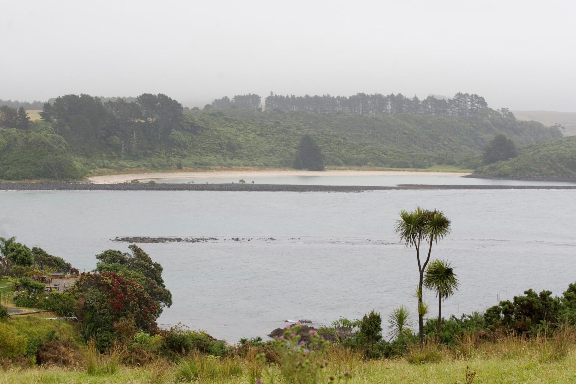 The dead kiwi were found along the beachfront at Tapuaetahi. Photo / file