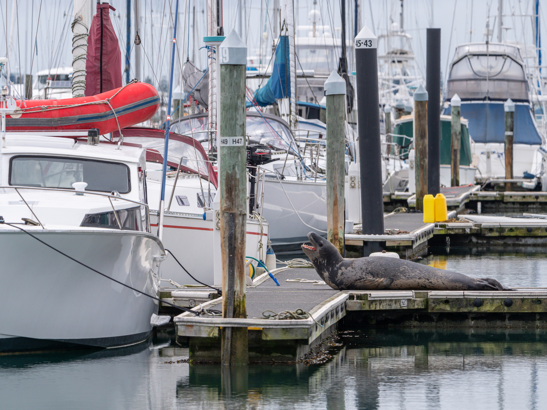 Taimana the leopard seal at the Tauranga Marina recently.  Photo / Nathan Pettigrew