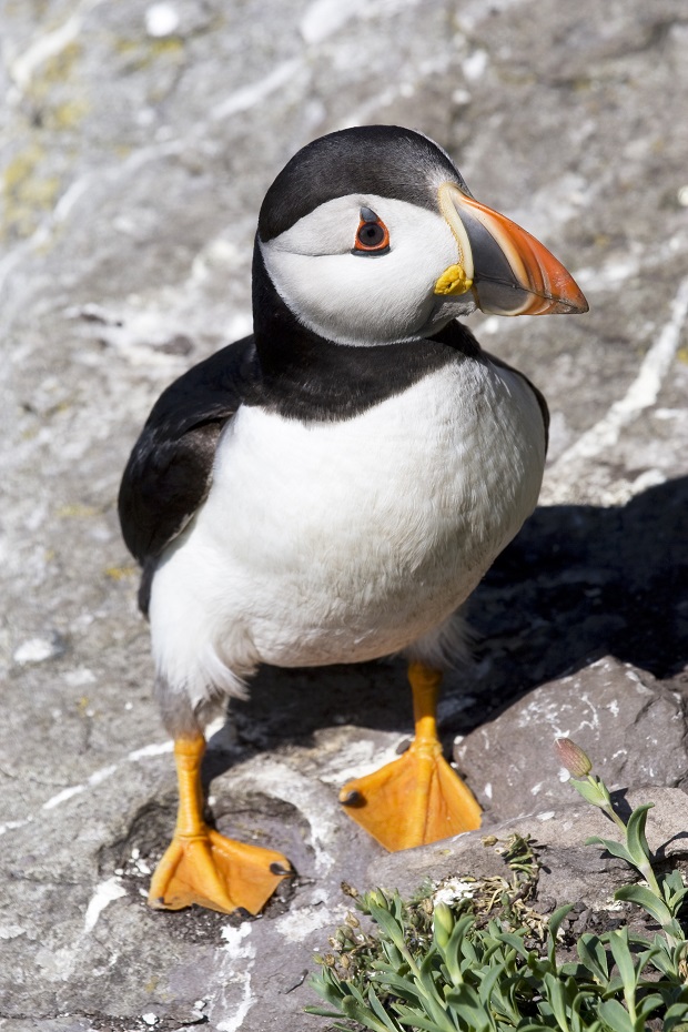 Thousands of Atlantic Puffins make the island their summer home. Photo / Getty Images