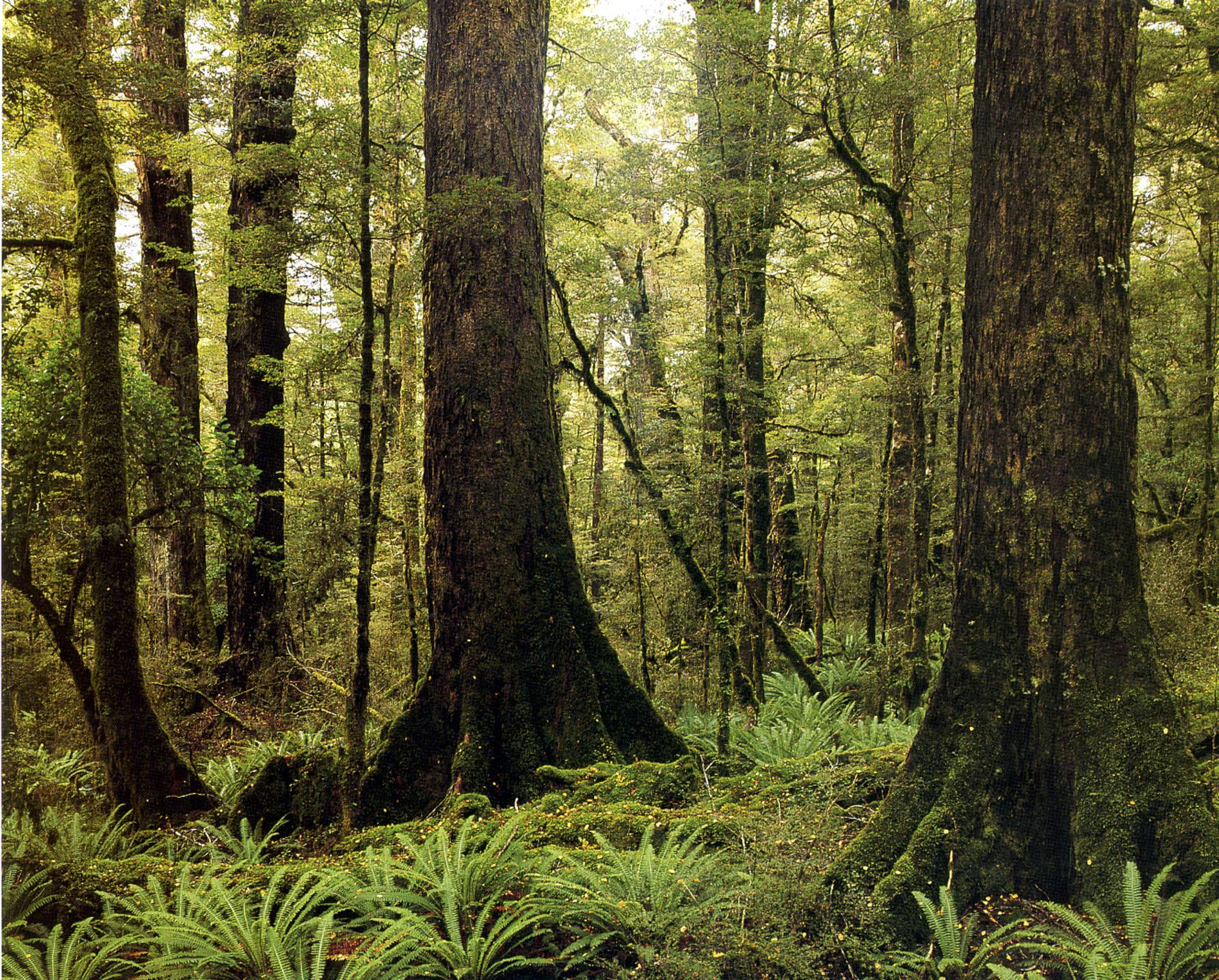 New Zealand forests could be sucking much more CO2 out of our atmosphere than first thought - with native forests responsible for much of it. Photo / File