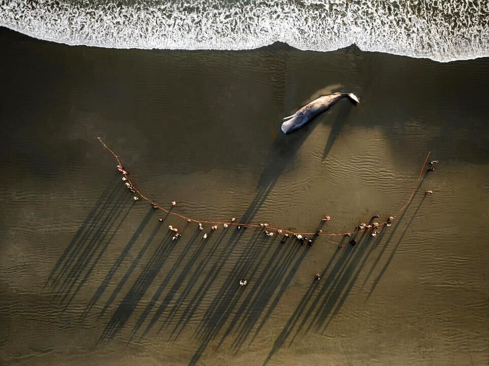 Sixth Sperm Whale Dies on British Beach