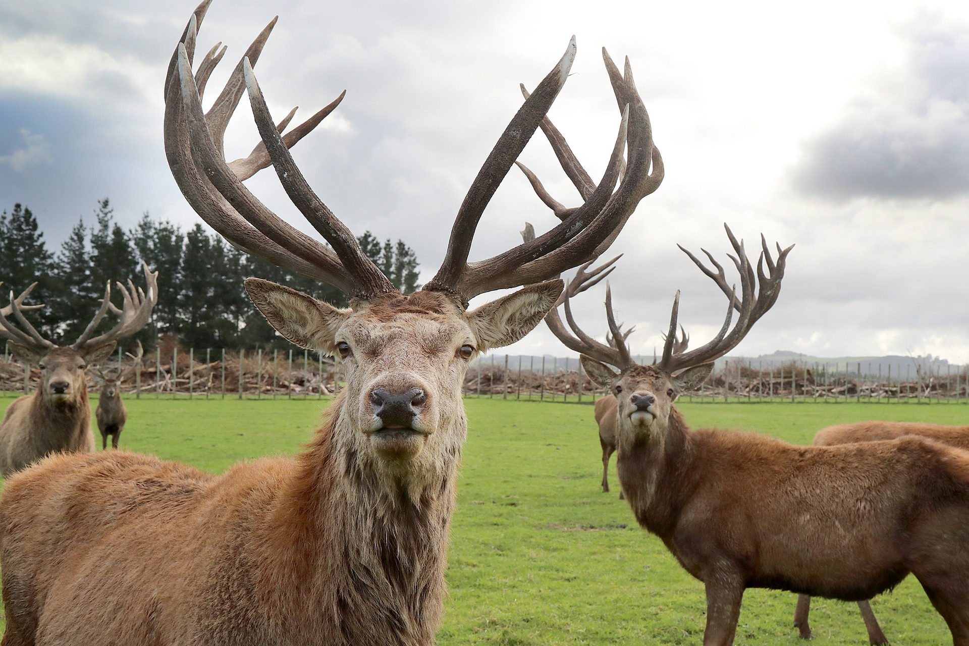 Oh deer Plenty of stamina in export market for pizzles NZ Herald