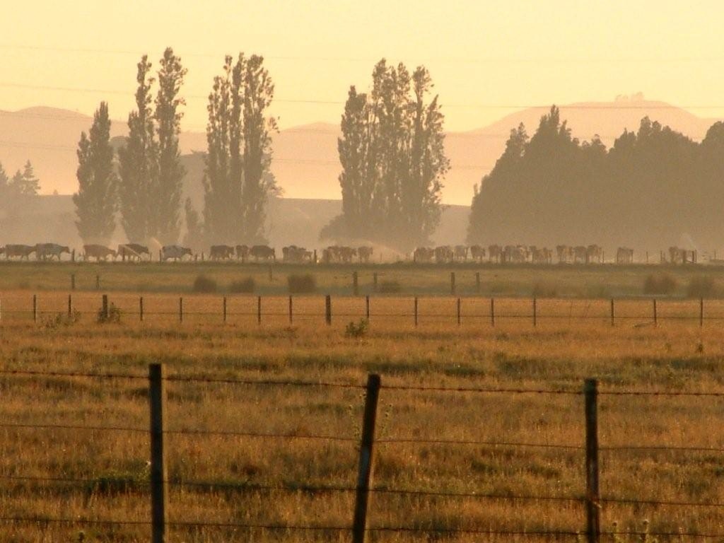Federated Farmers says farmer confidence is at record lows. File photo / Sandra Gibbs